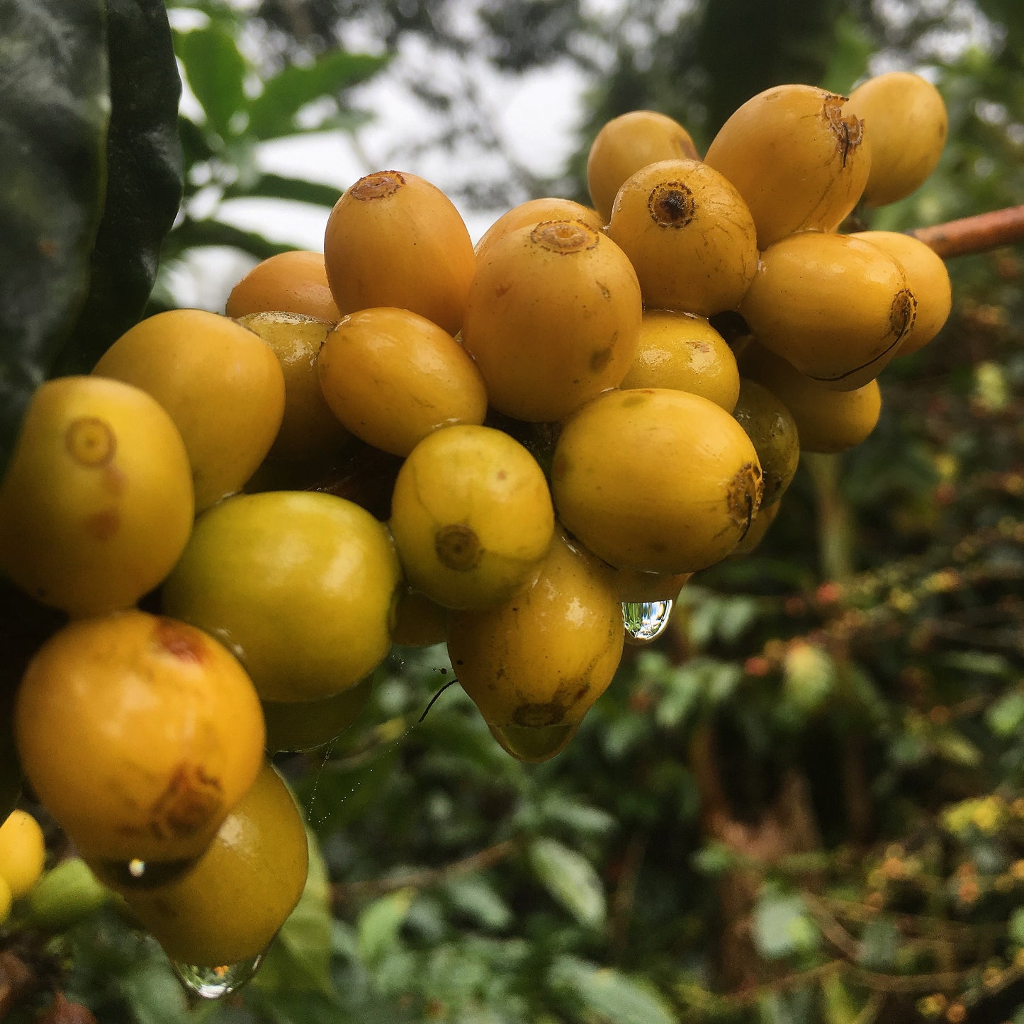 Mango Baklava Microlot
