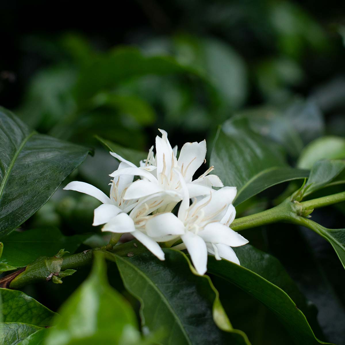 Coffee Blossom Honey