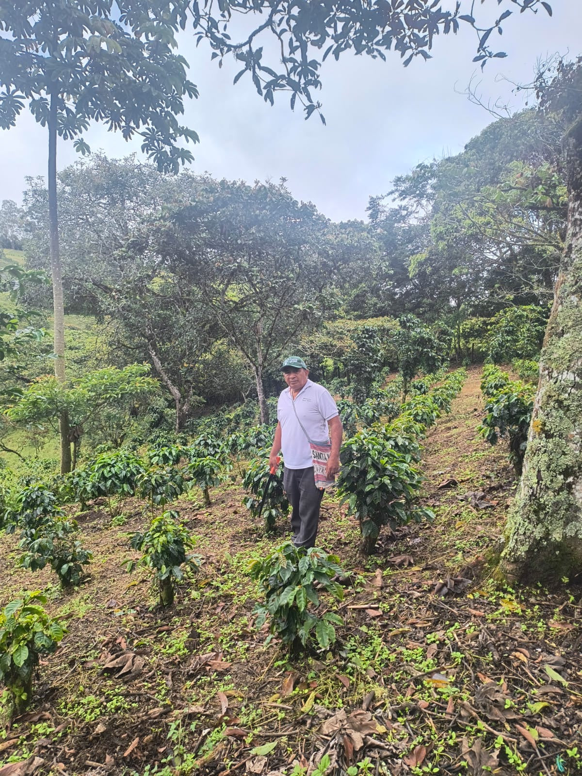 Cafe del Cauca - Ramiro Delgado