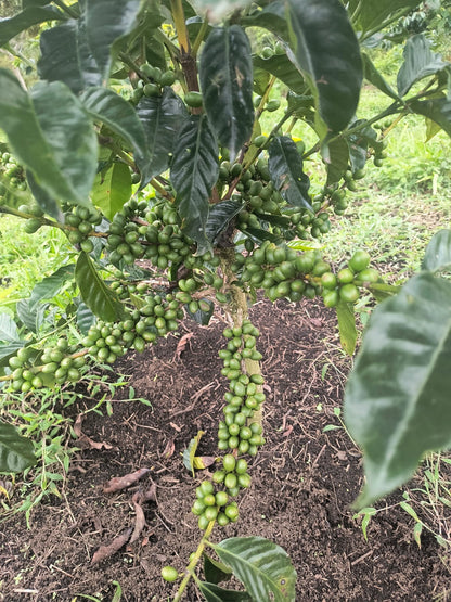 Cafe del Cauca - Ramiro Delgado