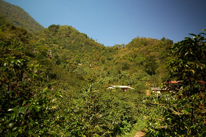 Los Vecinos Decaf