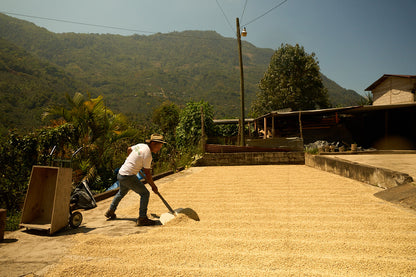Los Vecinos Decaf