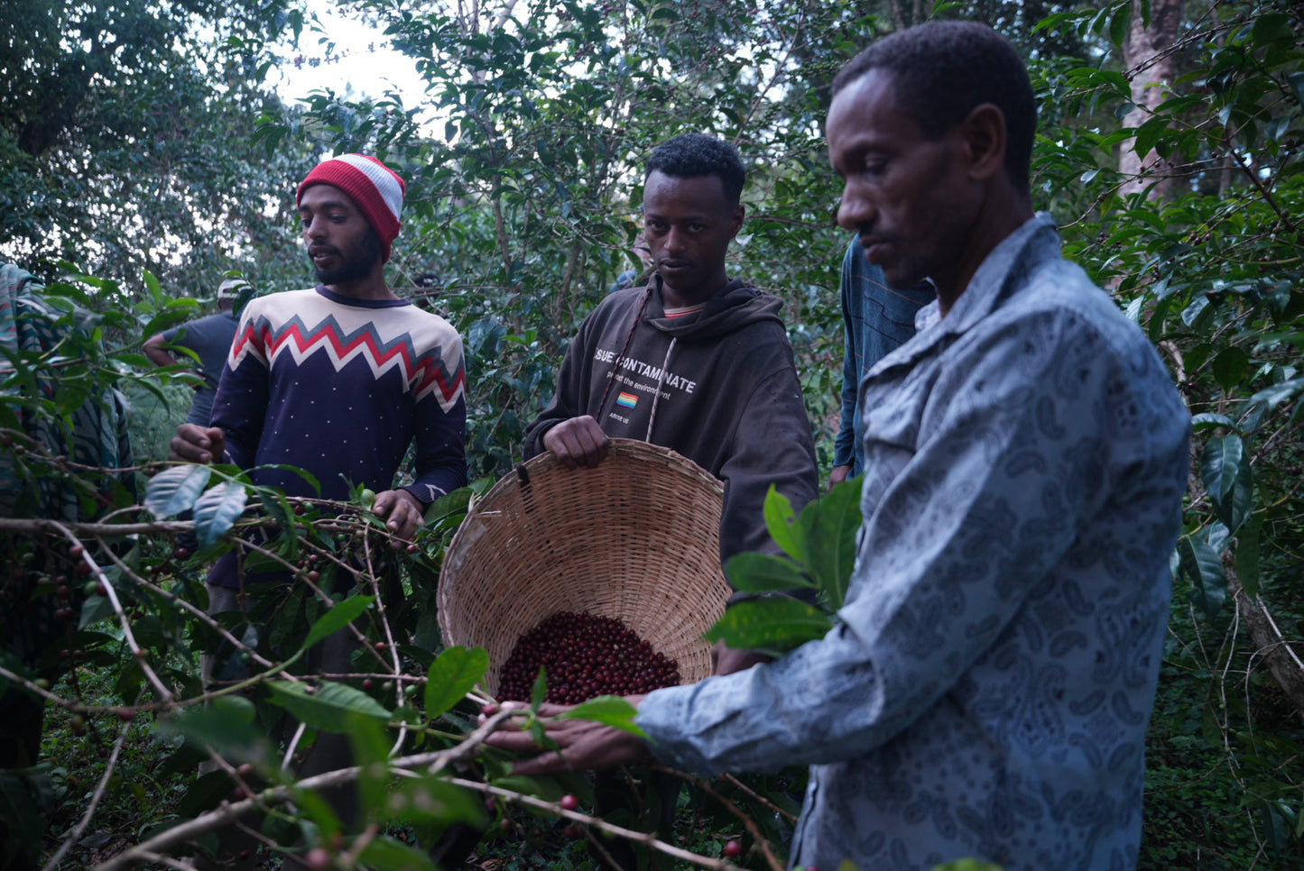 Suke Quto - Swiss Water Decaf