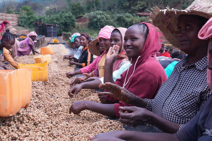 Suke Quto - Swiss Water Decaf