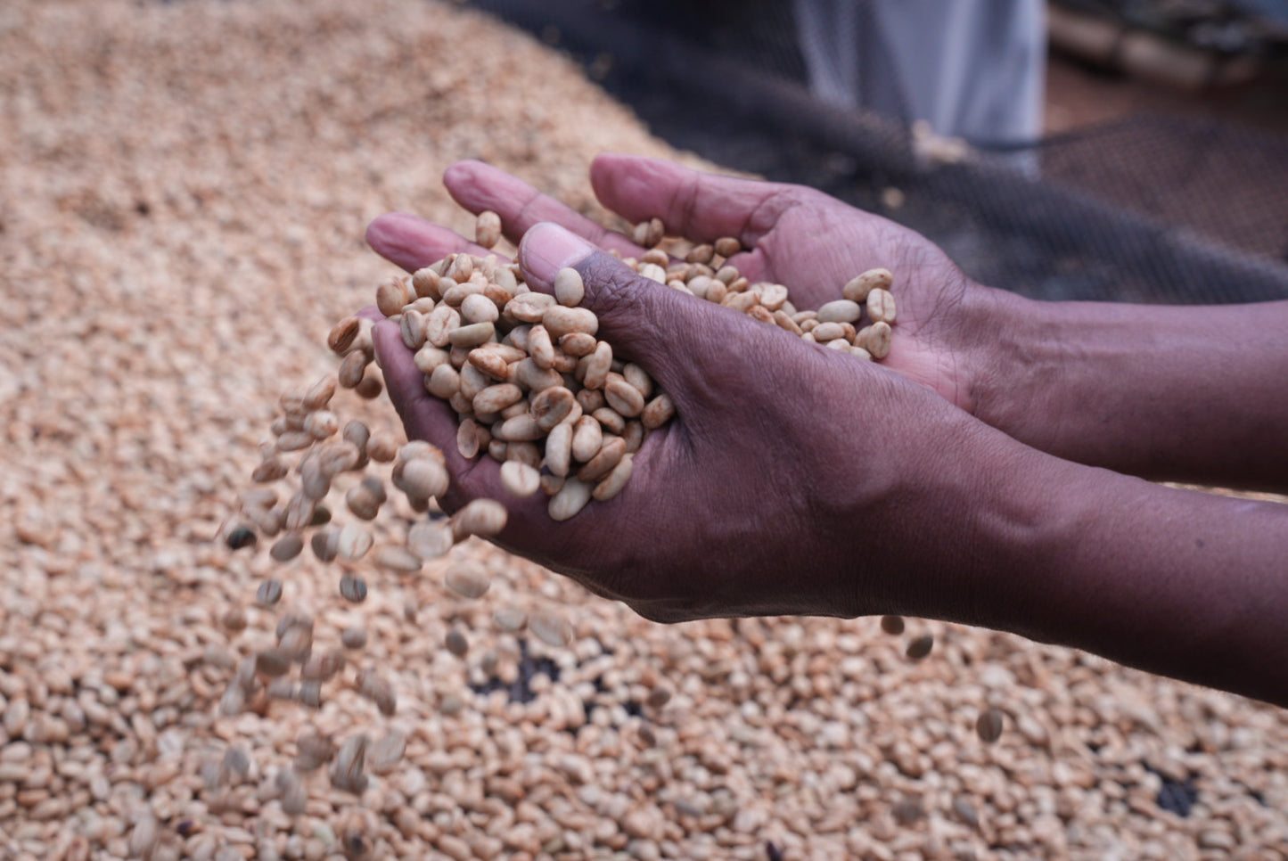 Suke Quto - Swiss Water Decaf