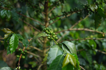 Mejor del Cauca - Victor Morera
