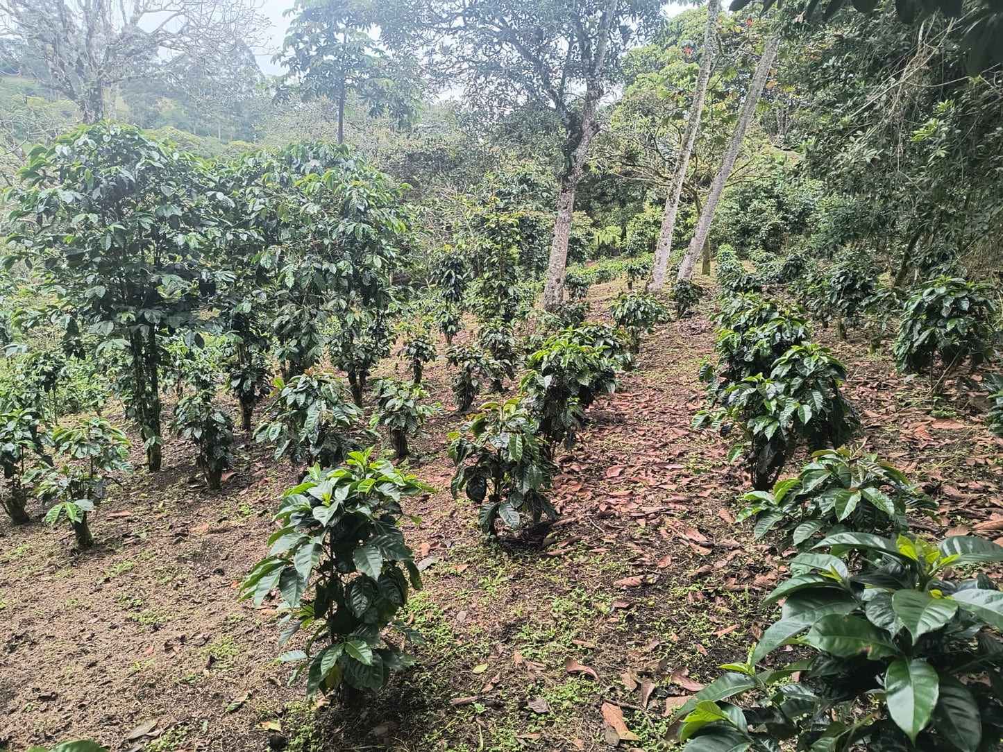 Cafe del Cauca - Ramiro Delgado